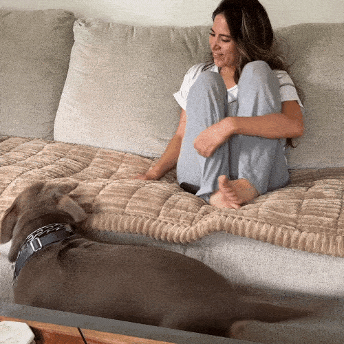 Pet couch lifestyle