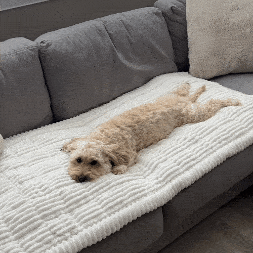 Dog on couch